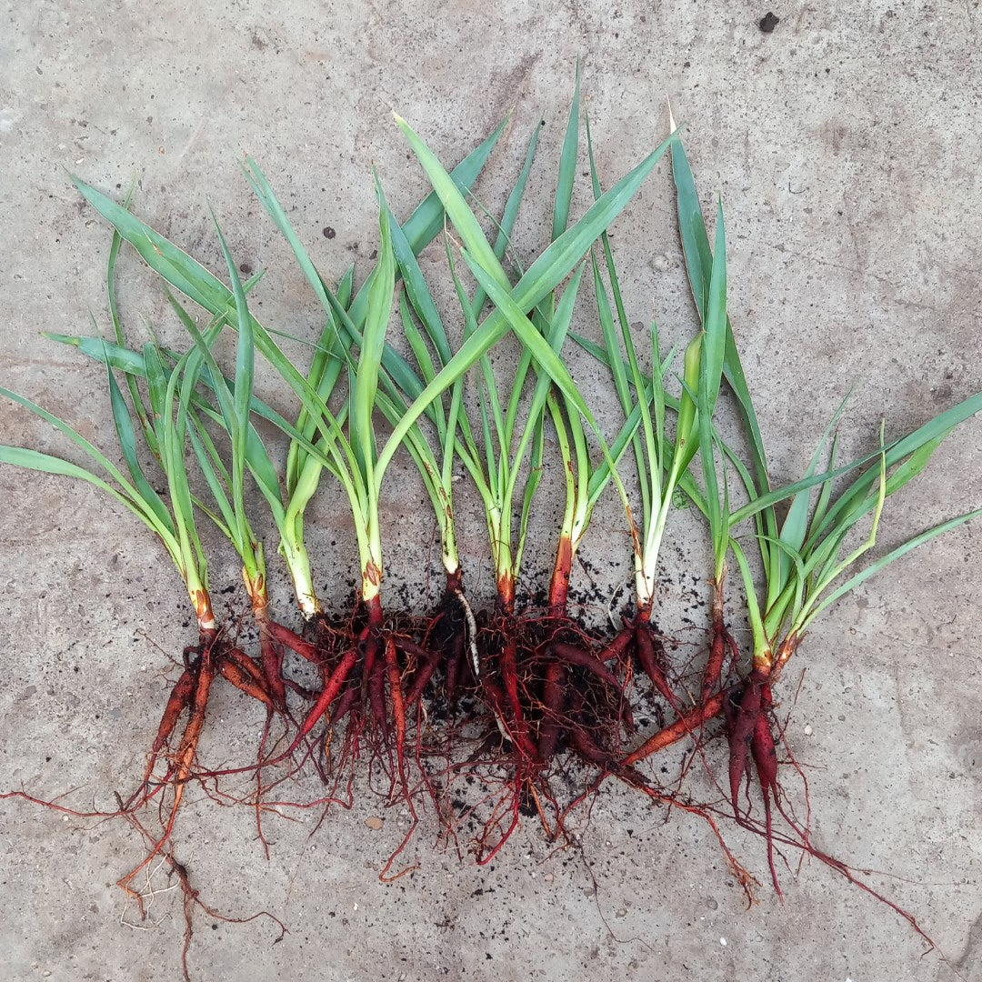 10 x Yucca faxoniana, 2 years old