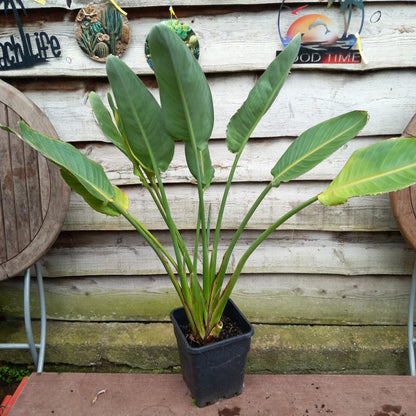 Strelitzia reginae