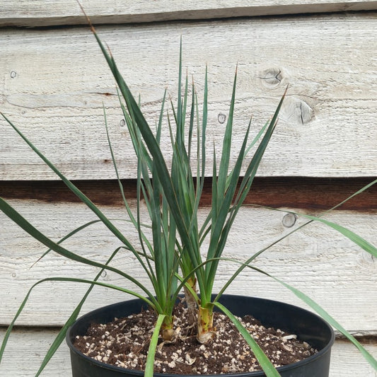 Yucca hybrid: (pallida x (filamentosa x flaccida)) x pallida