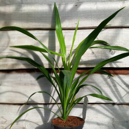 Cordyline australis 'Emerald star'