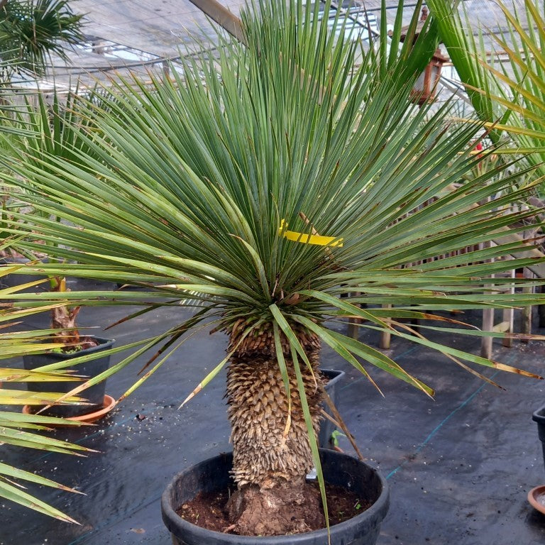 Yucca rostrata