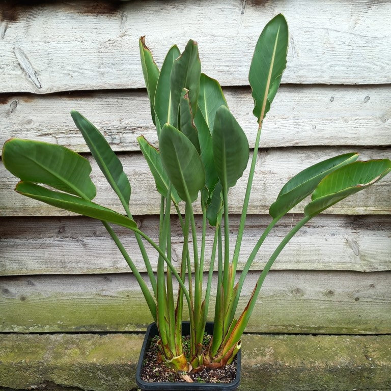 Strelitzia reginae