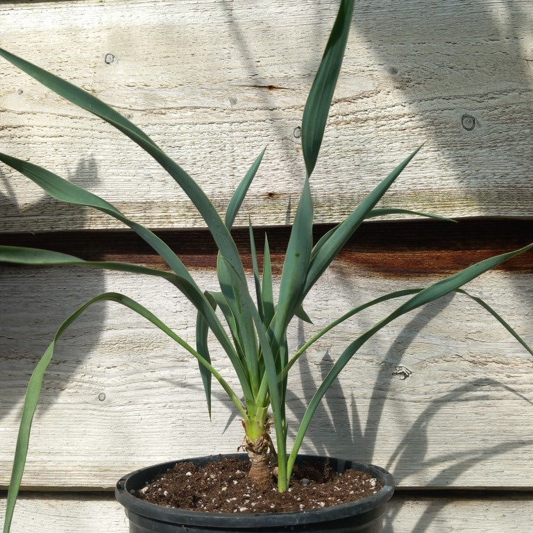 Yucca without name