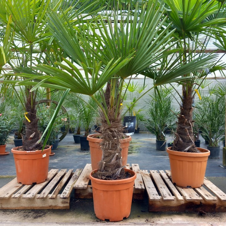 Trachycarpus fortunei