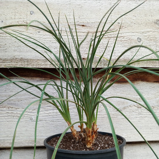 Yucca hybrid 1783 BMJ x 1806 BMJ:
Yucca hybrid (flaccida x glauca) x (flaccida bright edge x glauca)