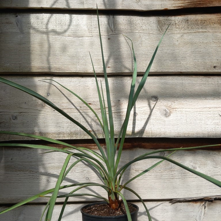 Yucca without name