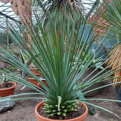 Agave striata