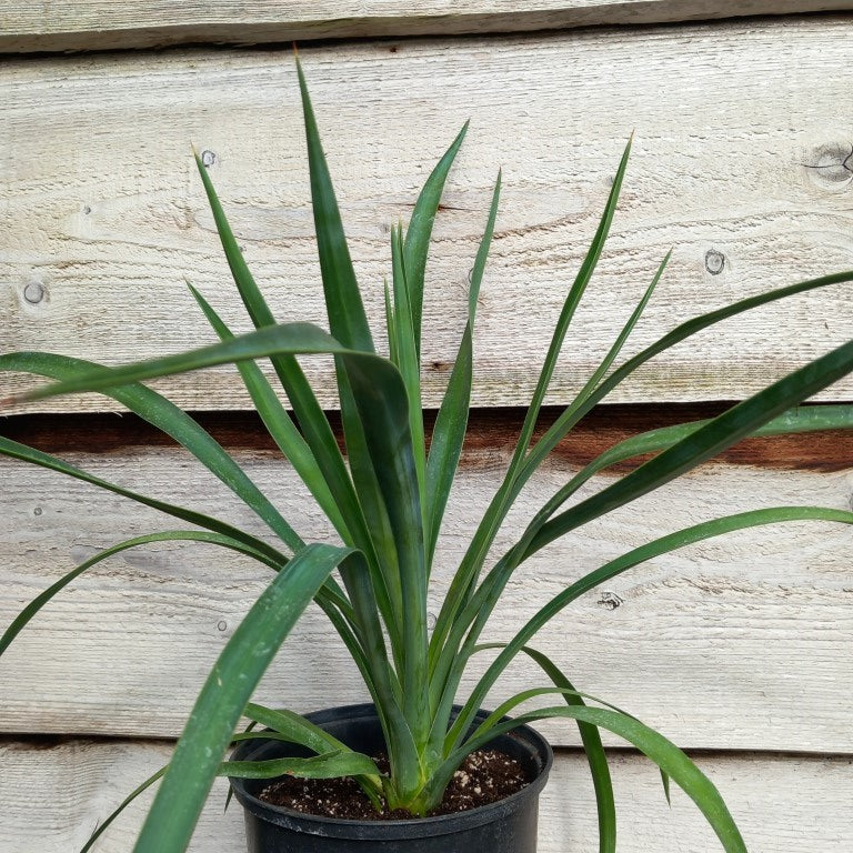 Yucca aloifolia, plant/total 44/64 cm, 3 ltr. pot (WH01)