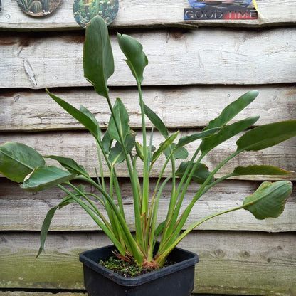 Strelitzia reginae