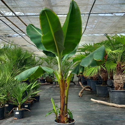 Musa acuminata dwarf cavendish