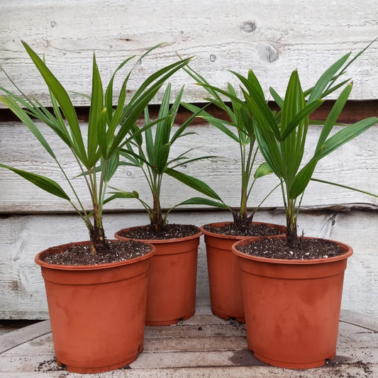 Trachycarpus fortunei