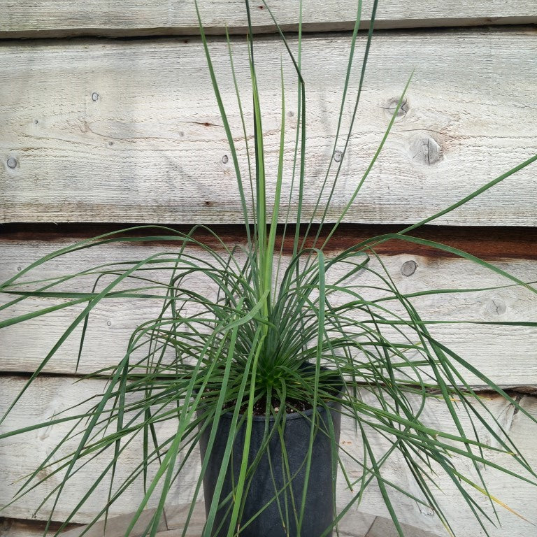 Yucca linearifolia