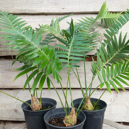 Dioon spinulosum