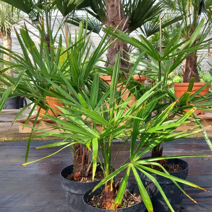 Trachycarpus fortunei