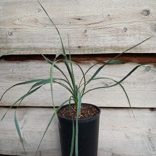 Yucca hybrid: ((filamentosa/flaccida) x rostrata) x glauca stricta