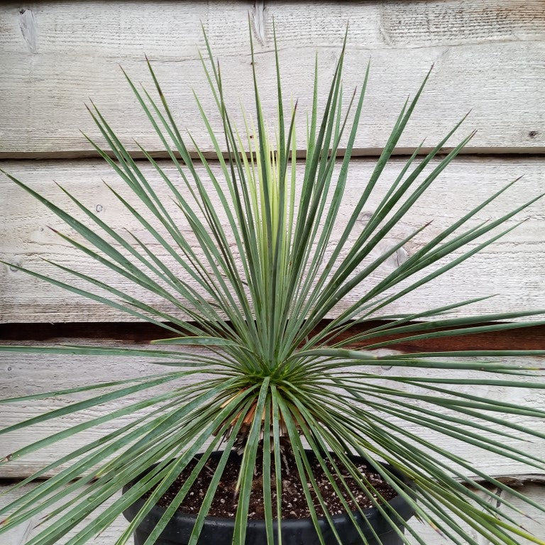 Yucca linearifolia