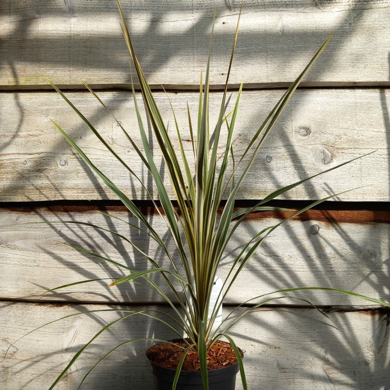 Cordyline australis 'Torbay dazzler'