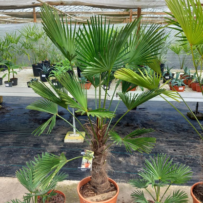 Trachycarpus wagnerianus