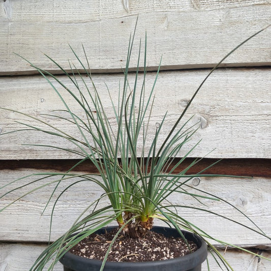 Yucca hybrid: (glauca x flaccida) x glauca grandis