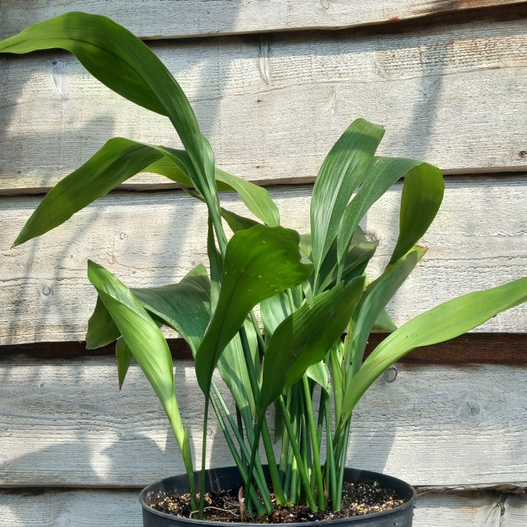 Aspidistra elatior