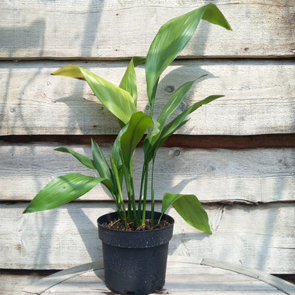 Aspidistra elatior, total 70-90 cm, 5 ltr. pot