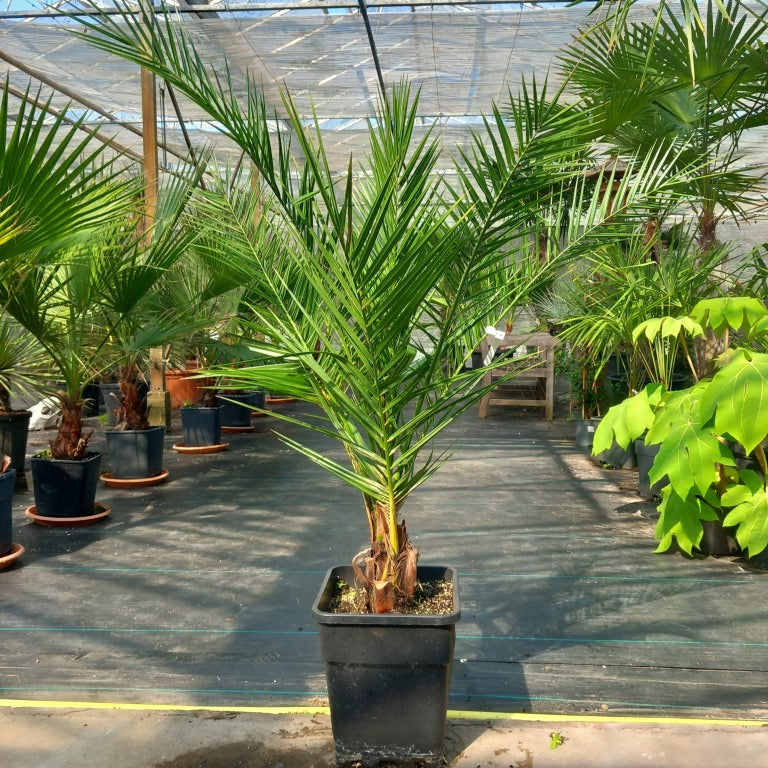 Phoenix canariensis