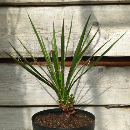 Yucca potosina