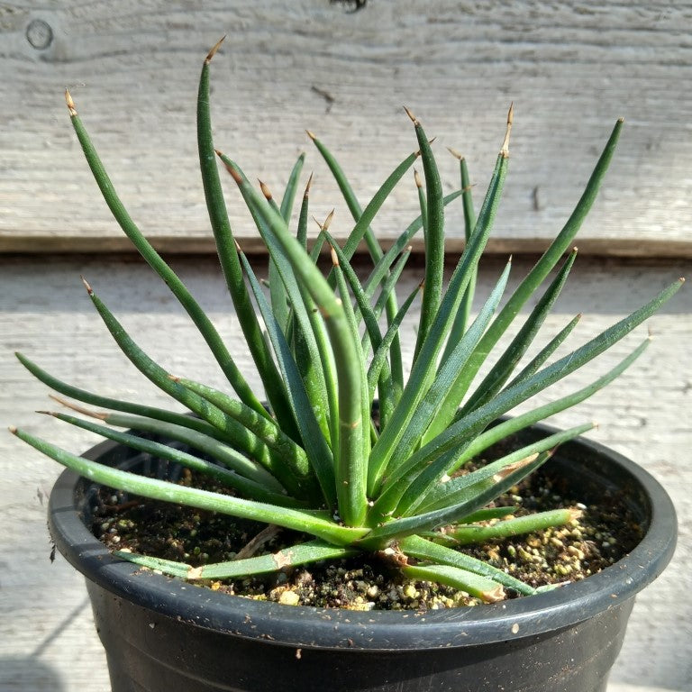 Agave albopilosa