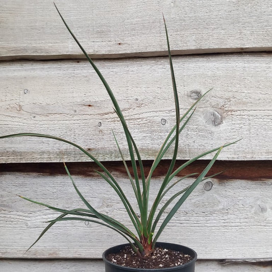 Yucca no name, stem/plant/total 6/53/73 cm