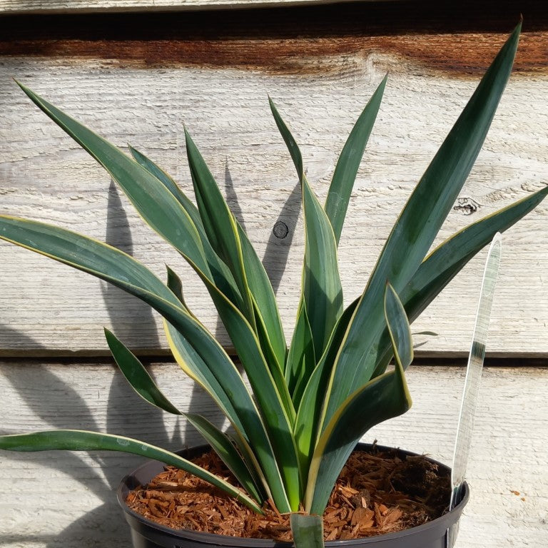 Yucca gloriosa variegata