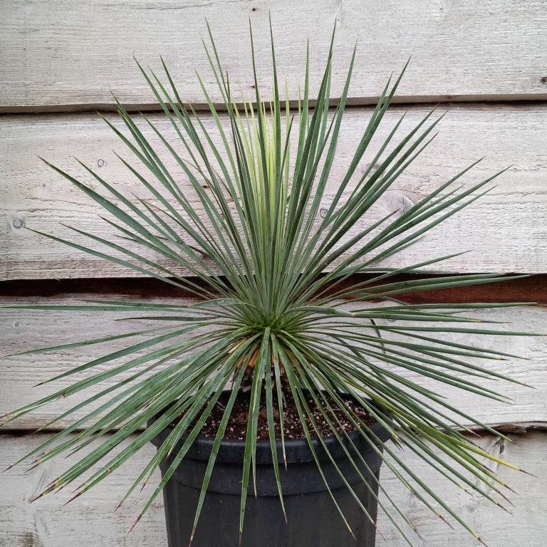 Yucca linearifolia