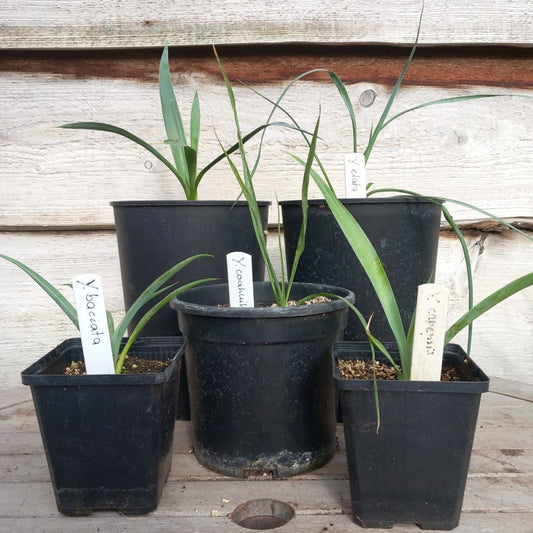 Yucca seedlings 5 species