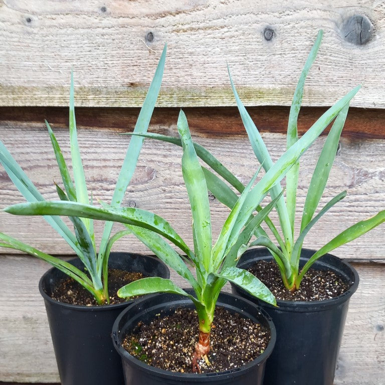 Yucca capensis