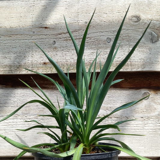 Yucca hybrid: gloriosa x recurvifolia