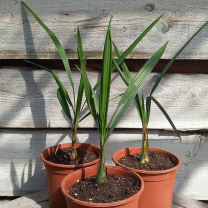 Butia capitata var. odorata