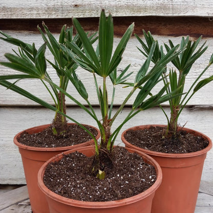 Trachycarpus wagnerianus