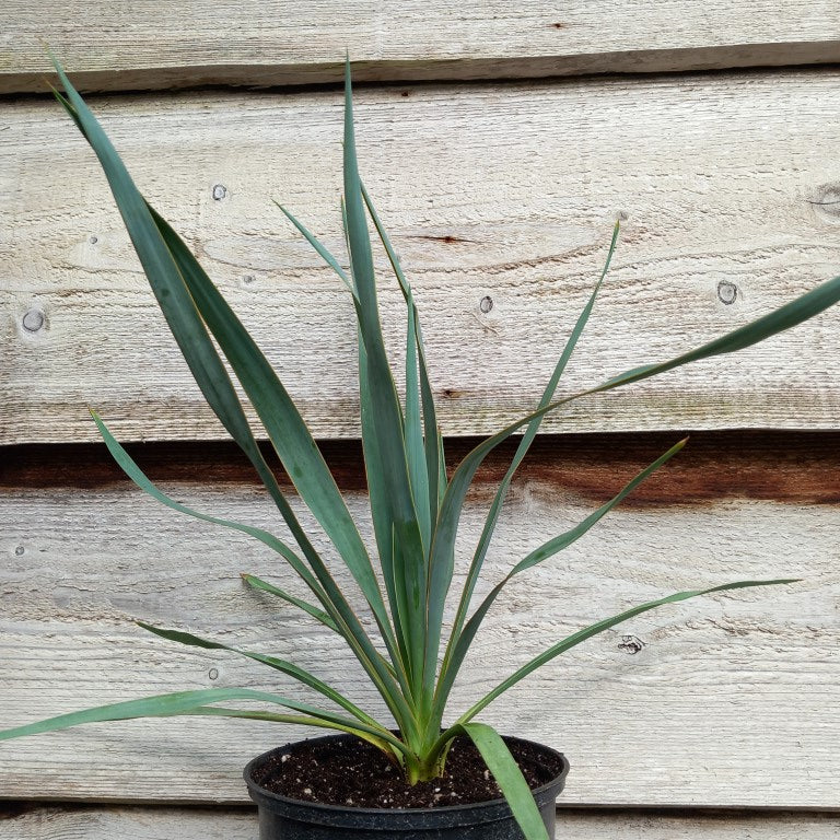 Yucca hybrid: ((filamentosa/flaccida) x rostrata) x glauca stricta