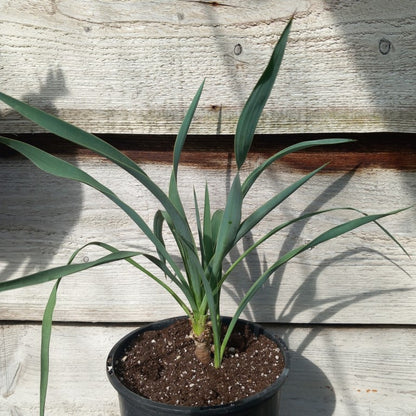 Yucca without name