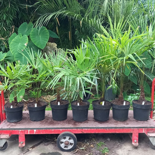 Trachycarpus fortunei