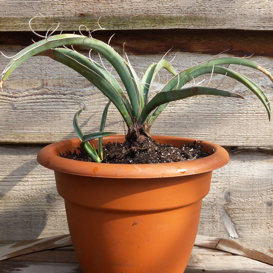 Yucca baccata