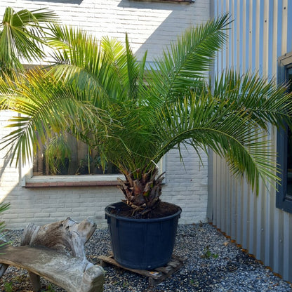 Phoenix canariensis, stem/plant/total 50/210/265 cm, pot Ø 80 cm