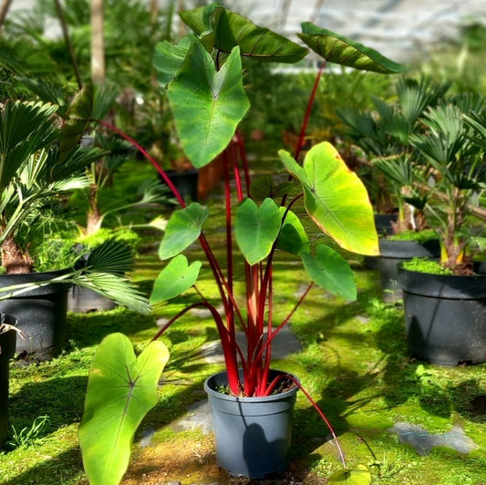 Colocasia esculenta Hawaiian Punch