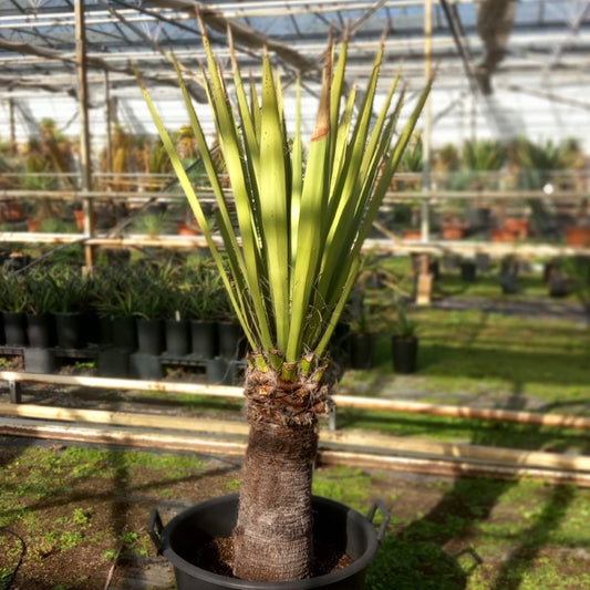 Yucca faxoniana, stem/plant/total 60/130/157 cm