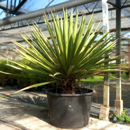 Yucca faxoniana, stem/plant/total 65/150/175 cm