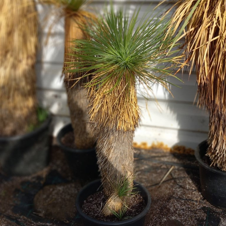 Yucca linearifolia untrimmed, stem/plant/total 80+15/105/130 cm