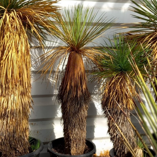 Yucca linearifolia untrimmed, stem/plant/total 90/1125/150 cm