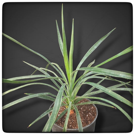 Yucca desmettiana, stem/plant/total 8/46/65 cm, 3 ltr. pot (No. 1)