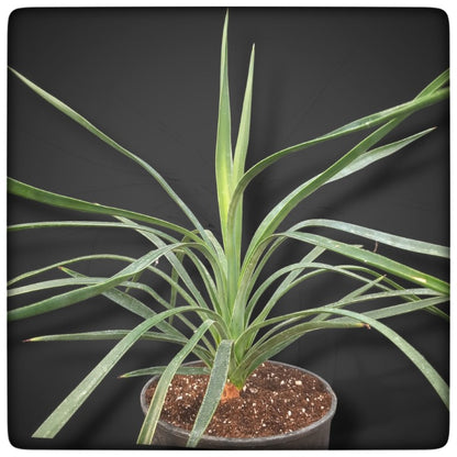 Yucca desmettiana, stem/plant/total 8/46/65 cm, 3 ltr. pot (No. 1)