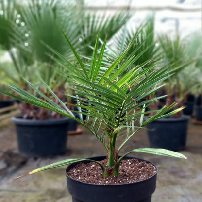 Phoenix canariensis