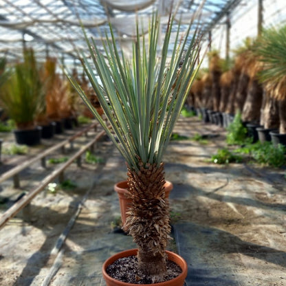 Yucca rigida